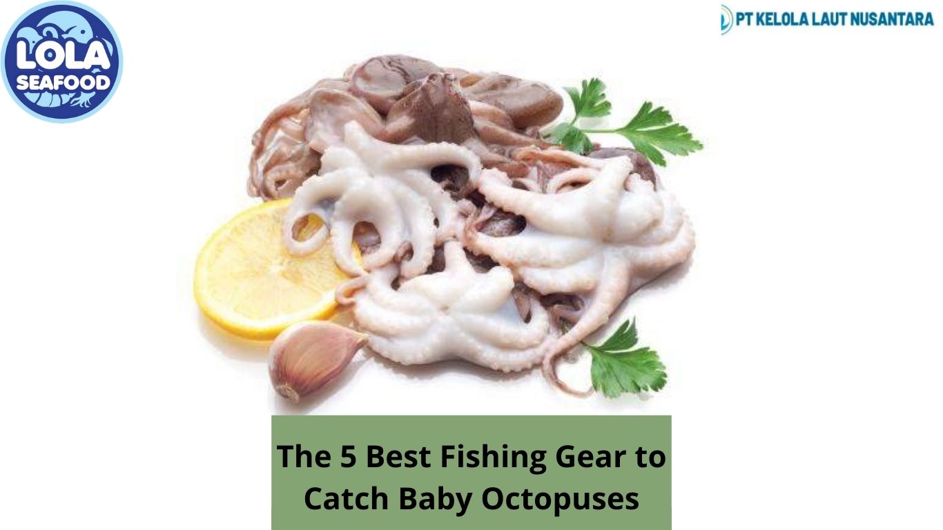 The 5 Best Fishing Gear to Catch Baby Octopuses